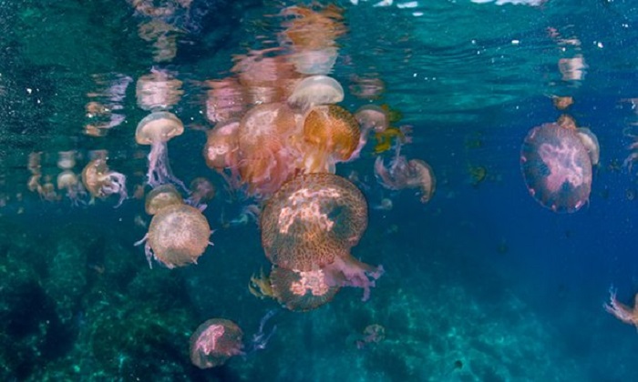 Power stations to get early warning against jellyfish invasions 